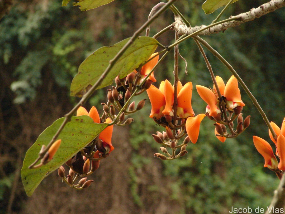 Erythrina fusca Lour.